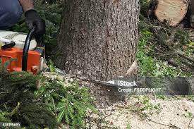 Best Firewood Processing and Delivery  in Country Knolls, NY