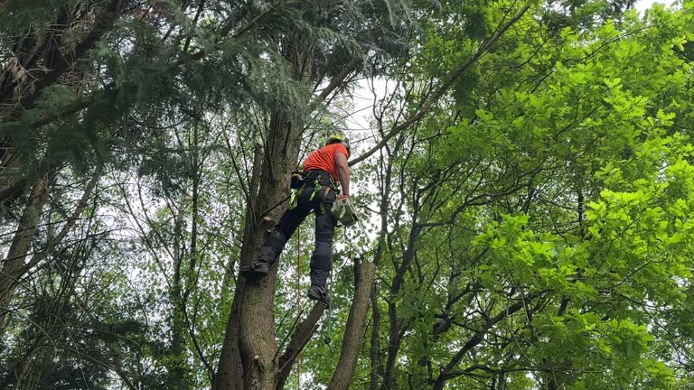 Seasonal Cleanup (Spring/Fall) in Country Knolls, NY