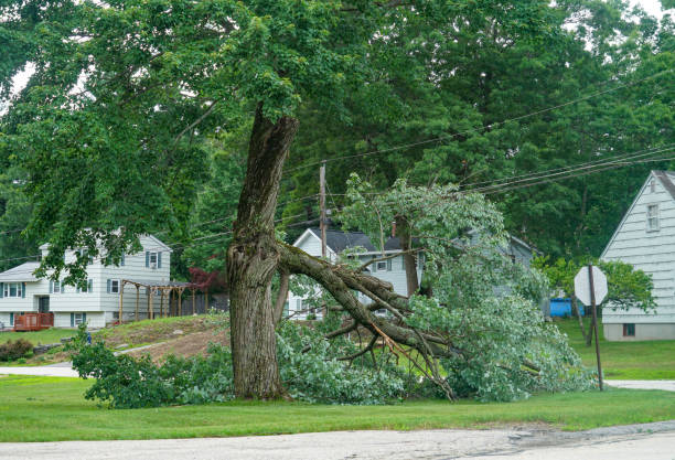Best Arborist Consultation Services  in Country Knolls, NY