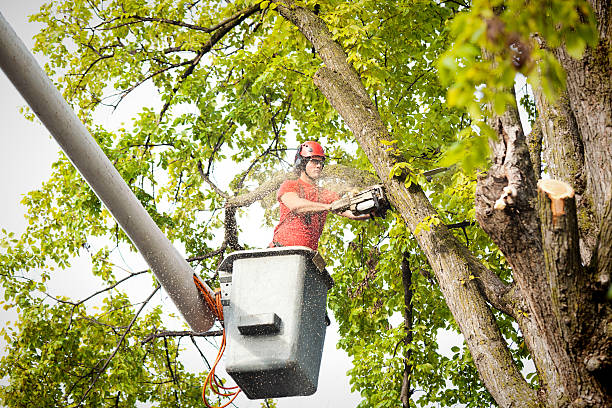 Best Tree Cabling and Bracing  in Country Knolls, NY